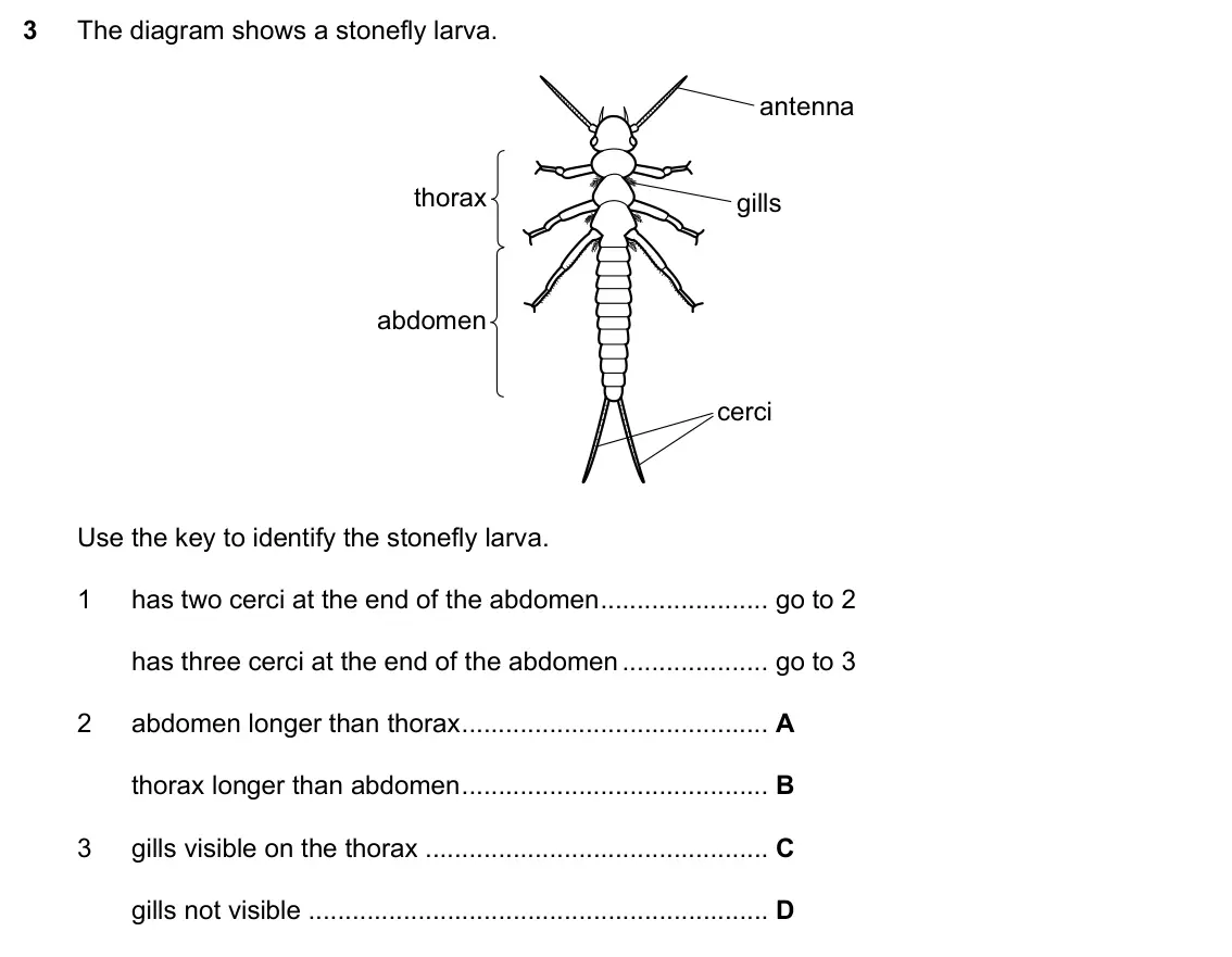 Specimen Paper 1, question 3: The diagram shows a stonefly larva. antenna thorax gills abdomen cerci Use the key to identify the stonefly larva. 1 has two cerci at the end of the abdomen go