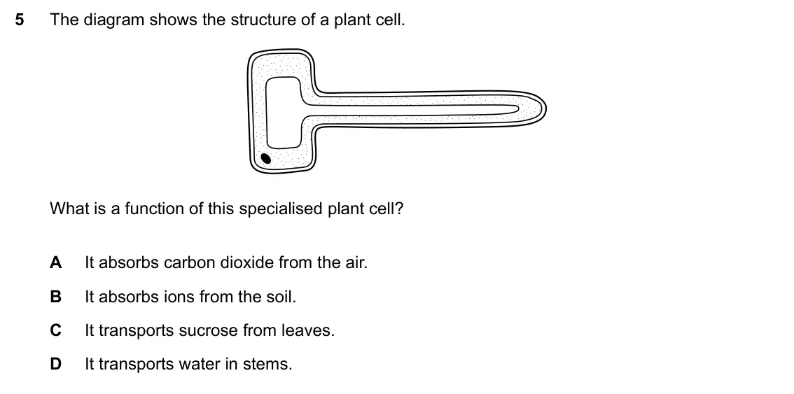 Specimen Paper 1, question 5: The diagram shows the structure of a plant cell. What is a function of this specialised plant cell? A It absorbs carbon dioxide from the air. B It absorbs ions