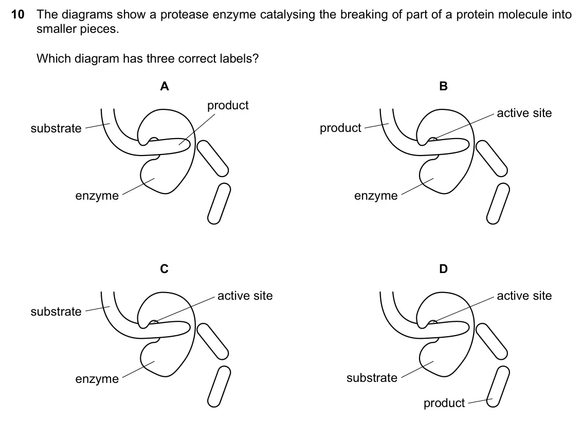 Specimen Paper 1, question 10: The diagrams show a protease enzyme catalysing the breaking of part of a protein molecule into smaller pieces. Which diagram has three correct labels? A B produ