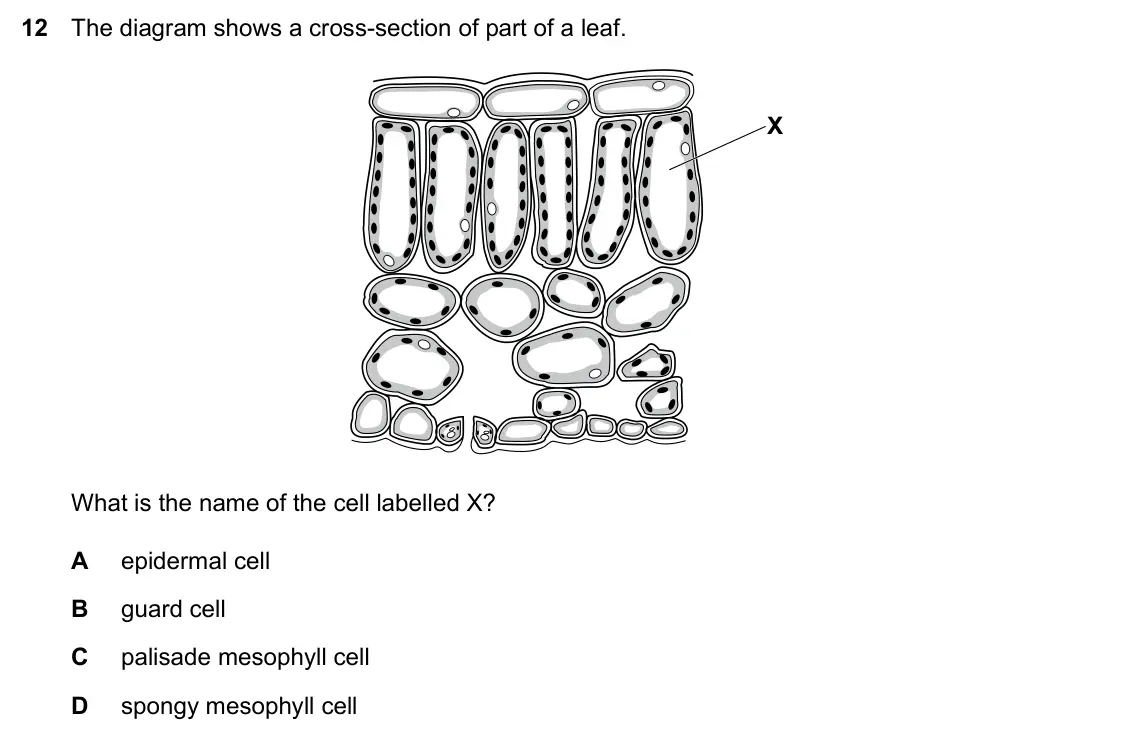 Specimen Paper 1, question 12: The diagram shows a cross-section of part of a leaf. X What is the name of the cell labelled X? A epidermal cell B guard cell C palisade mesophyll cell D spongy