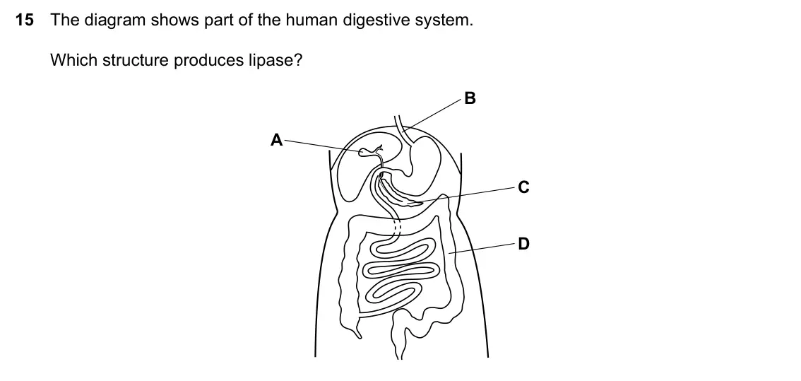 Specimen Paper 1, question 15: The diagram shows part of the human digestive system. Which structure produces lipase? B A C D