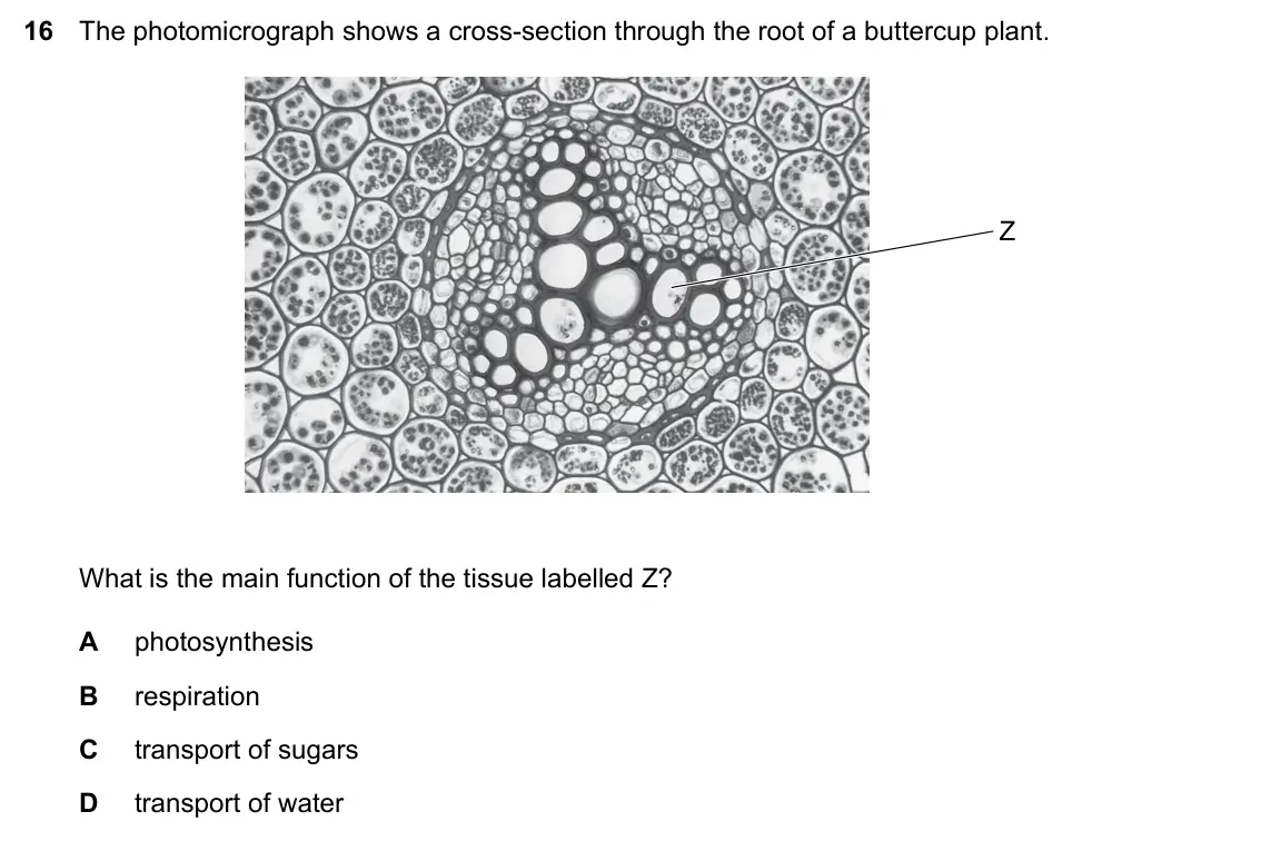 Specimen Paper 1, question 16: The photomicrograph shows a cross-section through the root of a buttercup plant. Z What is the main function of the tissue labelled Z? A photosynthesis B respir