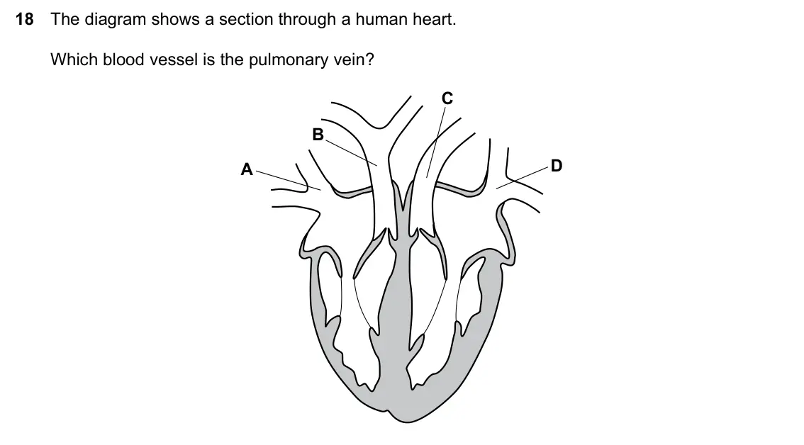 Specimen Paper 1, question 18: The diagram shows a section through a human heart. Which blood vessel is the pulmonary vein? C B D A