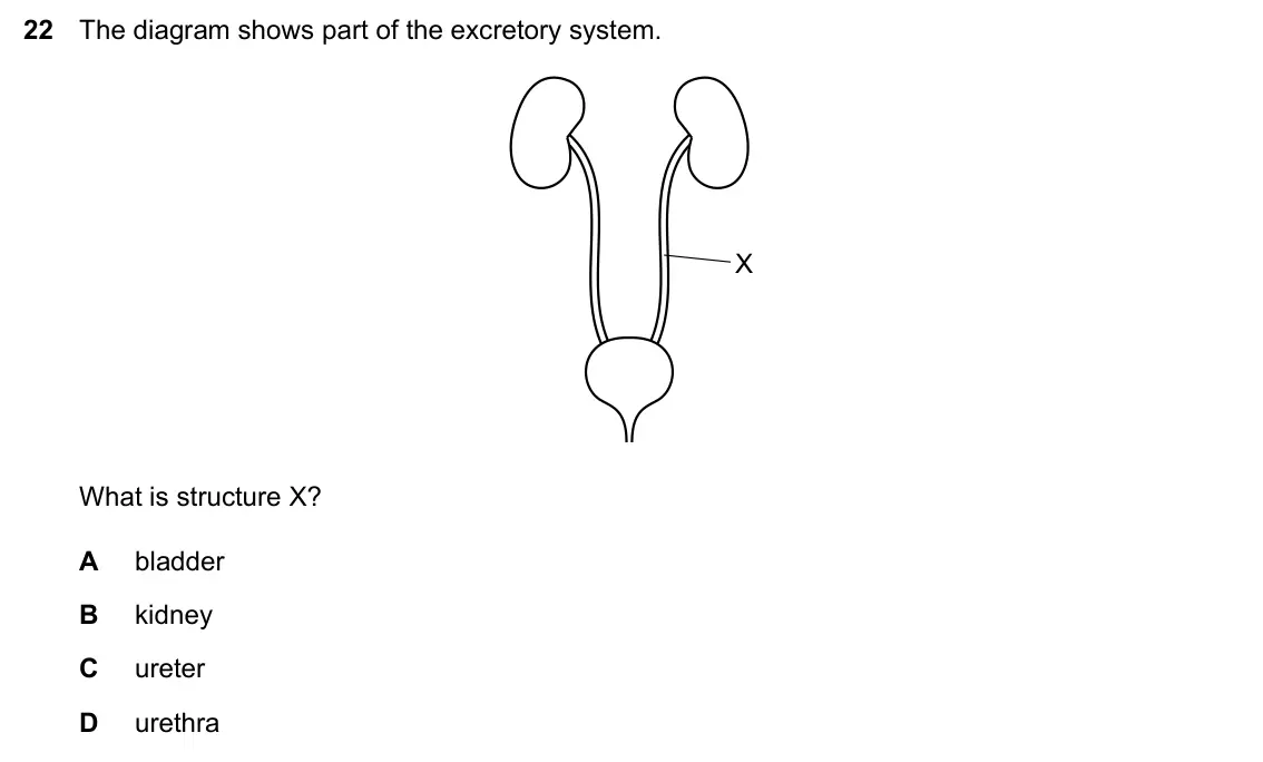 Specimen Paper 1, question 22: The diagram shows part of the excretory system. X What is structure X? A bladder B kidney C ureter D urethra