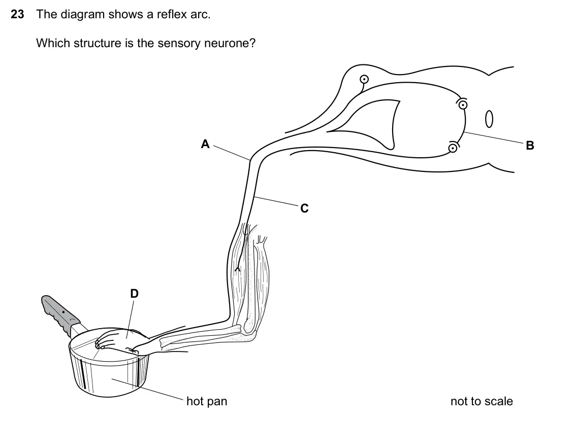 Specimen Paper 1, question 23: The diagram shows a reflex arc. Which structure is the sensory neurone? A B C D hot pan not to scale