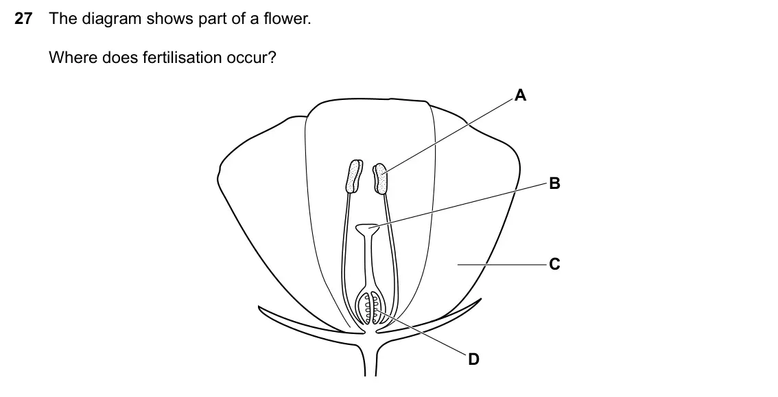 Specimen Paper 1, question 27: The diagram shows part of a flower. Where does fertilisation occur? A B C D