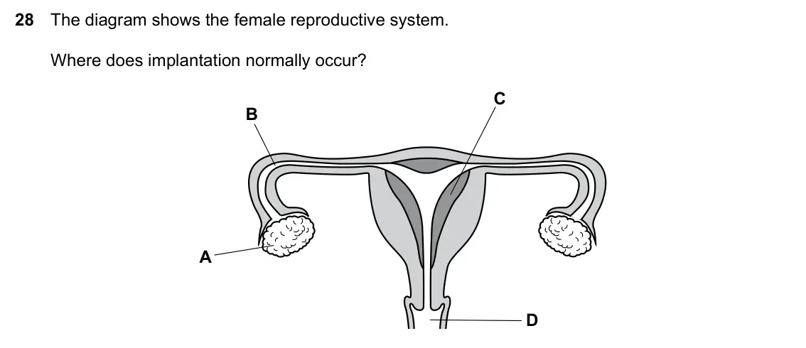 Specimen Paper 1, question 28: The diagram shows the female reproductive system. Where does implantation normally occur? C B A D