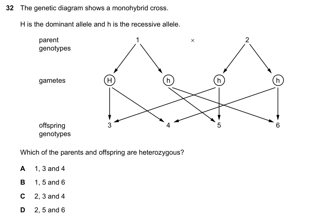 Specimen Paper 1, question 32: The genetic diagram shows a monohybrid cross. H is the dominant allele and h is the recessive allele. parent 1 2 genotypes gametes H h h h offspring 3 4 5 6 gen