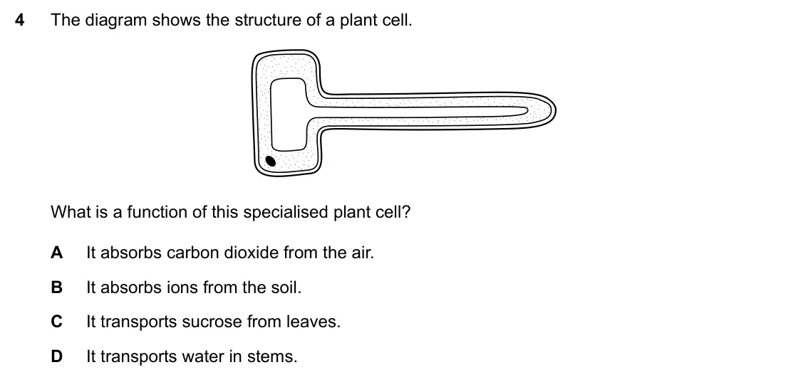 Specimen Paper 2, question 4: The diagram shows the structure of a plant cell. What is a function of this specialised plant cell? A It absorbs carbon dioxide from the air. B It absorbs ions