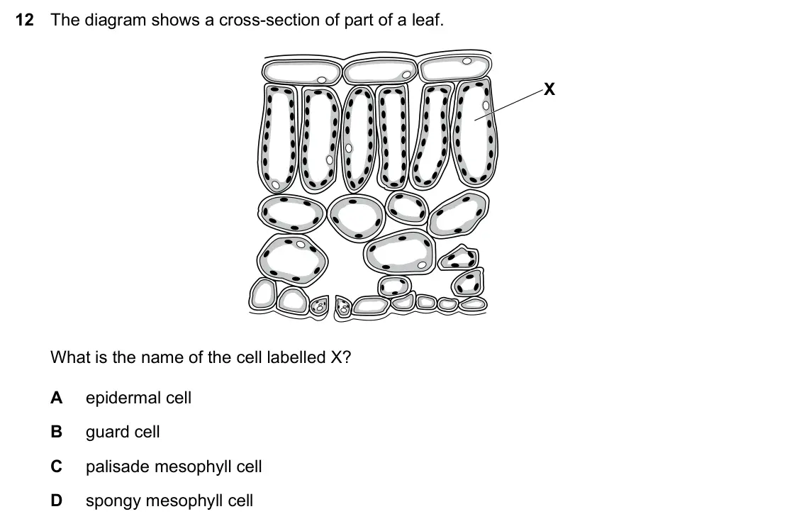 Specimen Paper 2, question 12: The diagram shows a cross-section of part of a leaf. X What is the name of the cell labelled X? A epidermal cell B guard cell C palisade mesophyll cell D spongy