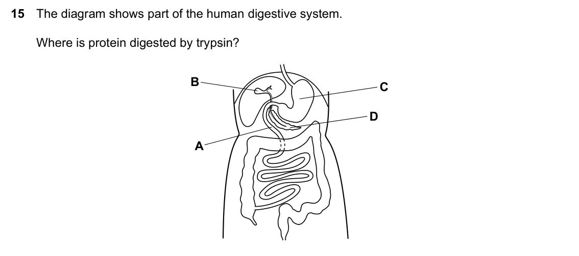 Specimen Paper 2, question 15: The diagram shows part of the human digestive system. Where is protein digested by trypsin? B C D A