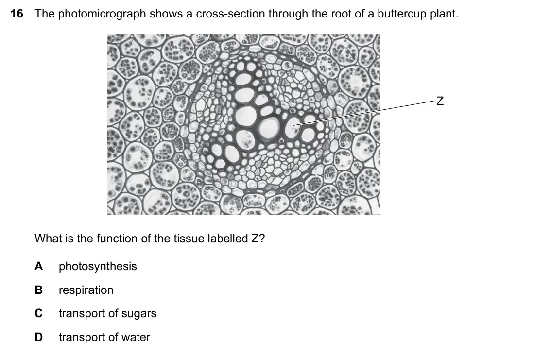 Specimen Paper 2, question 16: The photomicrograph shows a cross-section through the root of a buttercup plant. Z What is the function of the tissue labelled Z? A photosynthesis B respiration