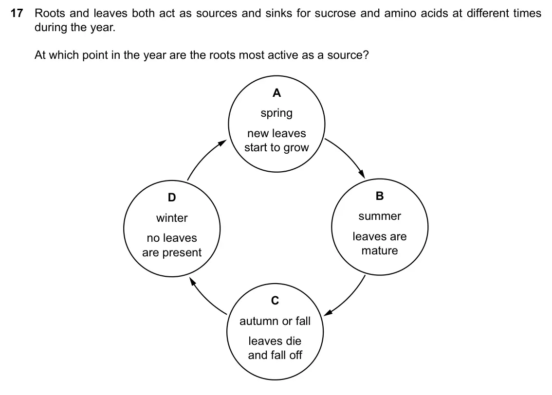 Specimen Paper 2, question 17: Roots and leaves both act as sources and sinks for sucrose and amino acids at different times during the year. At which point in the year are the roots most act