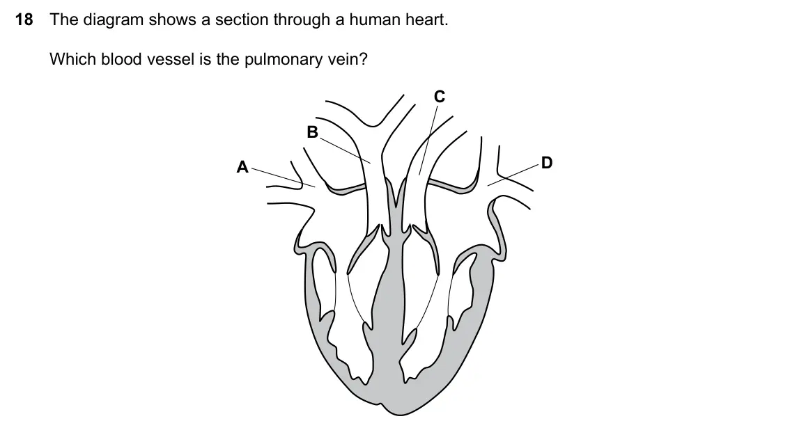 Specimen Paper 2, question 18: The diagram shows a section through a human heart. Which blood vessel is the pulmonary vein? C B D A