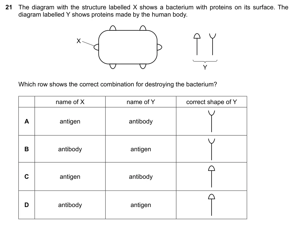Specimen Paper 2, question 21: The diagram with the structure labelled X shows a bacterium with proteins on its surface. The diagram labelled Y shows proteins made by the human body. X Y Whic