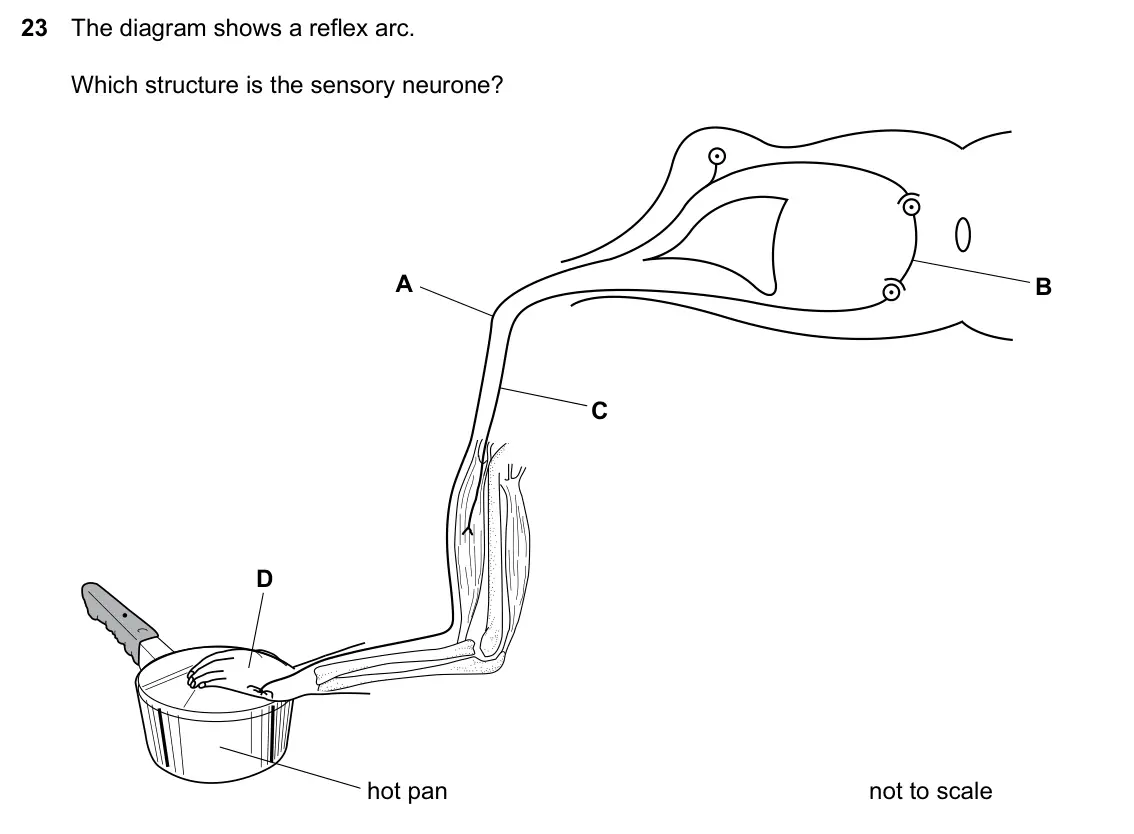 Specimen Paper 2, question 23: The diagram shows a reflex arc. Which structure is the sensory neurone? A B C D hot pan not to scale