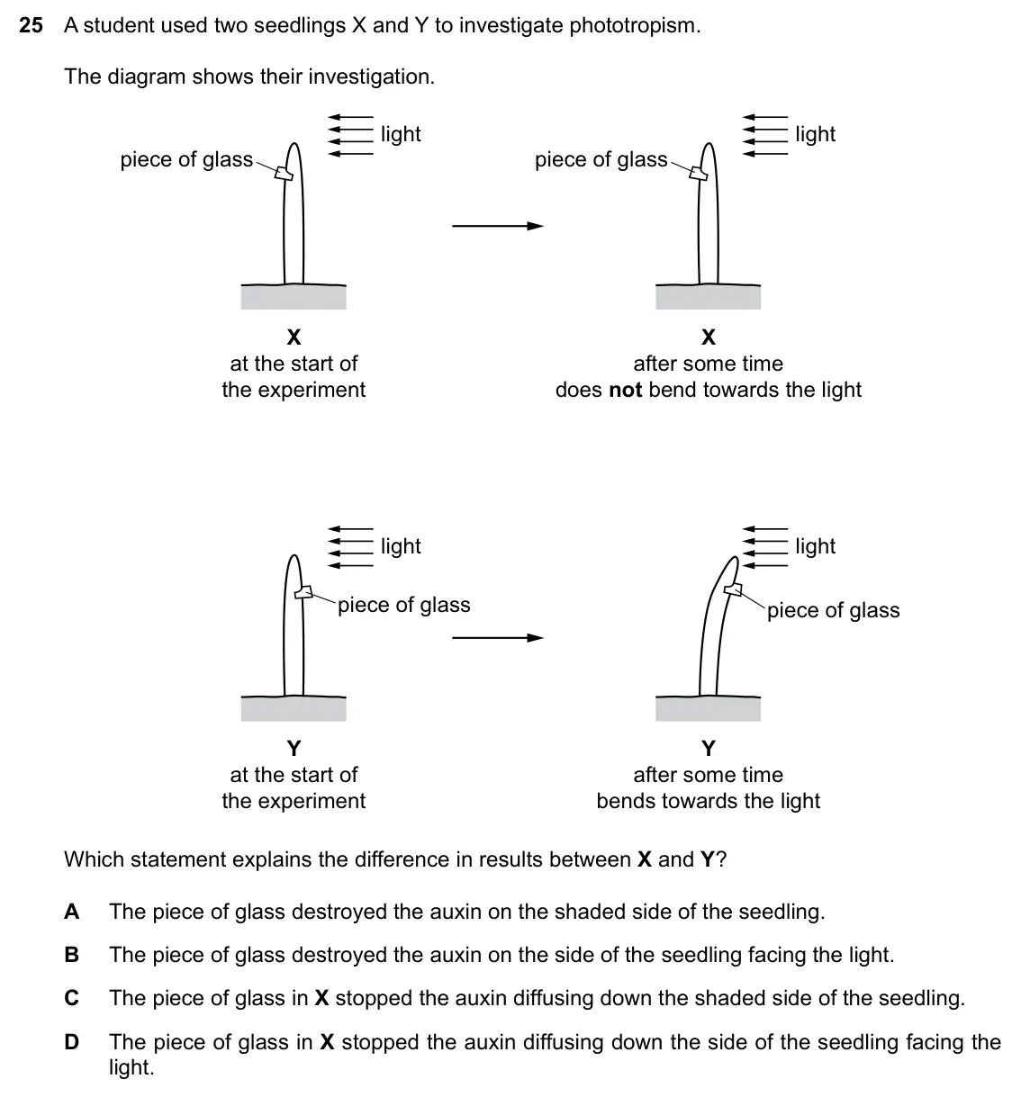 Specimen Paper 2, question 25: A student used two seedlings X and Y to investigate phototropism. The diagram shows their investigation. light light piece of glass piece of glass X X at the st