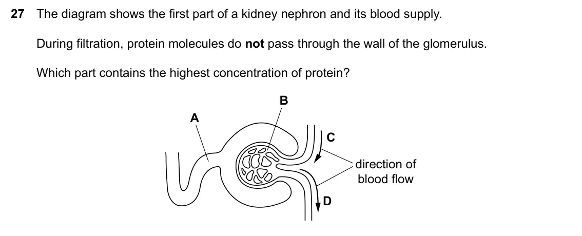 Specimen Paper 2, question 27: The diagram shows the first part of a kidney nephron and its blood supply. During filtration, protein molecules do not pass through the wall of the glomerulus.