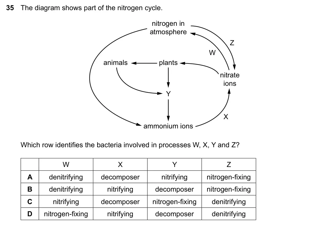 Specimen Paper 2, question 35: The diagram shows part of the nitrogen cycle. nitrogen in atmosphere Z W animals plants nitrate ions Y X ammonium ions Which row identifies the bacteria involve
