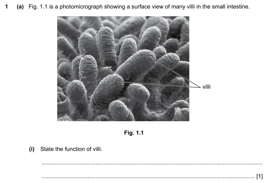 Specimen Paper 4, question 1(a)(i): State the function of villi. [1]