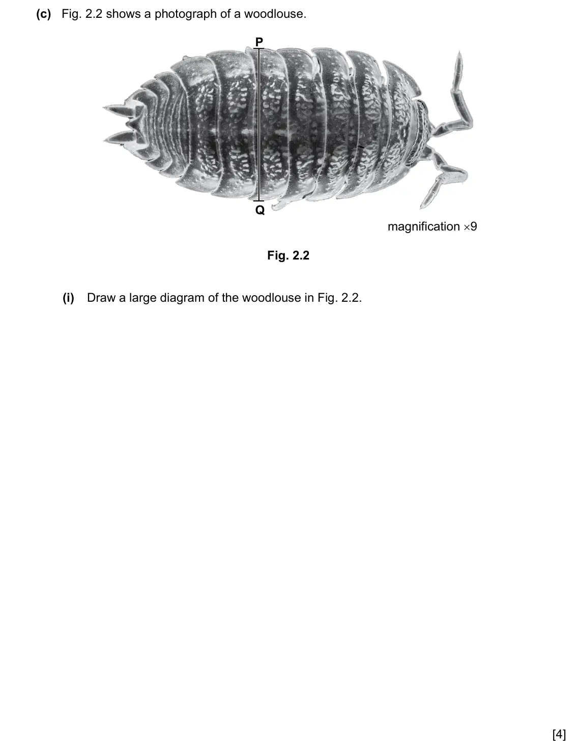 Specimen Paper 6, question 2(c)(i): Draw a large diagram of the woodlouse in Fig. 2.2. [4]