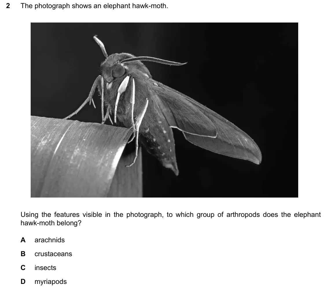 June 2024 Paper 1, question 2: The photograph shows an elephant hawk-moth. Using the features visible in the photograph, to which group of arthropods does the elephant hawk-moth belong? A ara