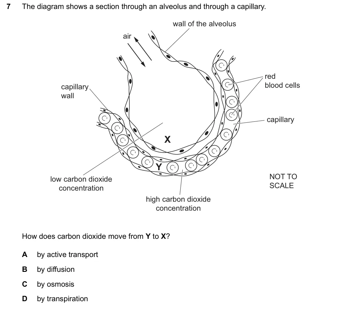 June 2024 Paper 1, question 7: The diagram shows a section through an alveolus and through a capillary. wall of the alveolus air red blood cells capillary wall capillary X Y NOT TO low carbon
