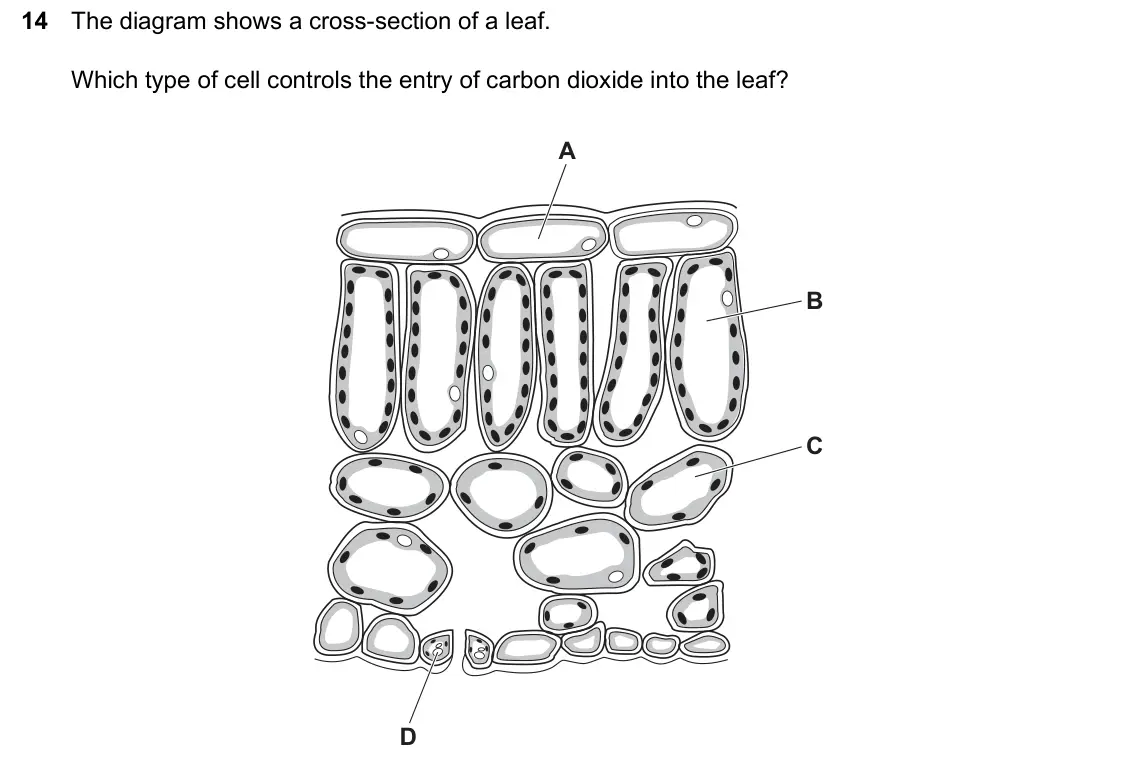 June 2024 Paper 1, question 14: The diagram shows a cross-section of a leaf. Which type of cell controls the entry of carbon dioxide into the leaf? A B C D