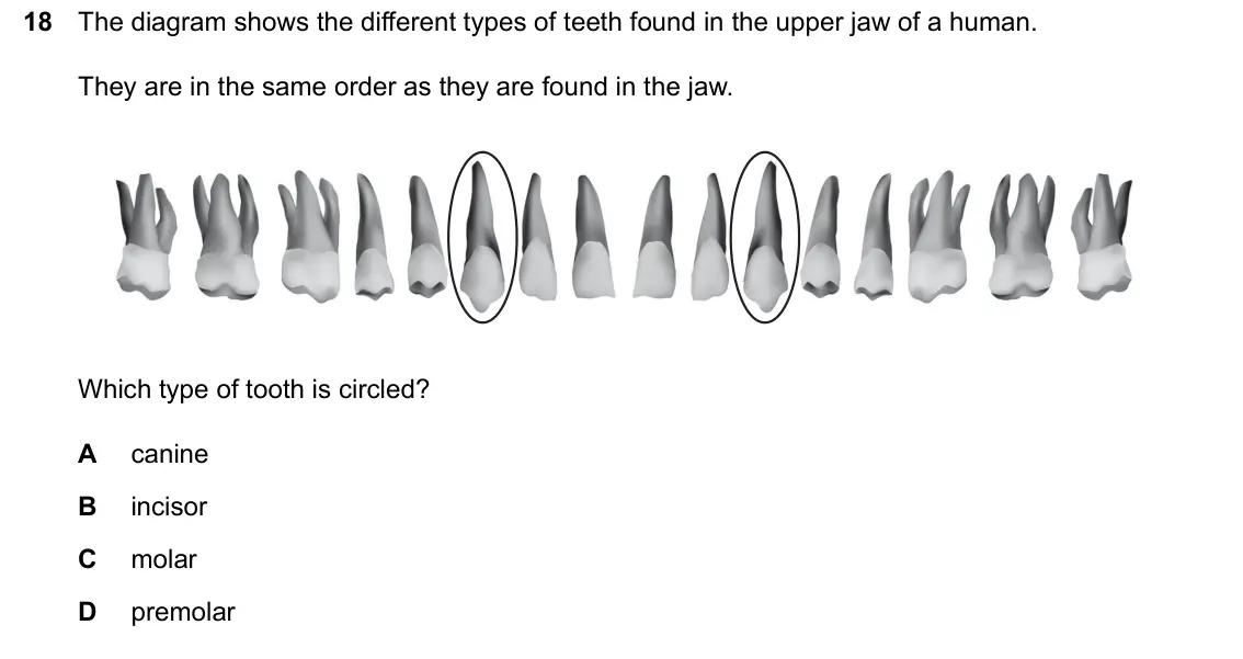 June 2024 Paper 1, question 18: The diagram shows the different types of teeth found in the upper jaw of a human. They are in the same order as they are found in the jaw. Which type of tooth i
