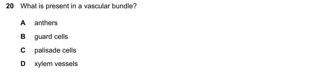 June 2024 Paper 1, question 20: What is present in a vascular bundle? A anthers B guard cells C palisade cells D xylem vessels