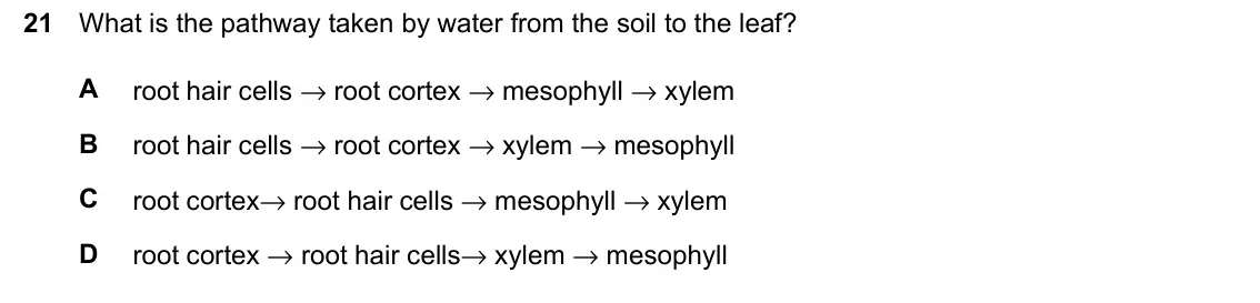 June 2024 Paper 1, question 21: What is the pathway taken by water from the soil to the leaf? A root hair cells → root cortex → mesophyll → xylem B root hair cells → root cortex → xylem → meso