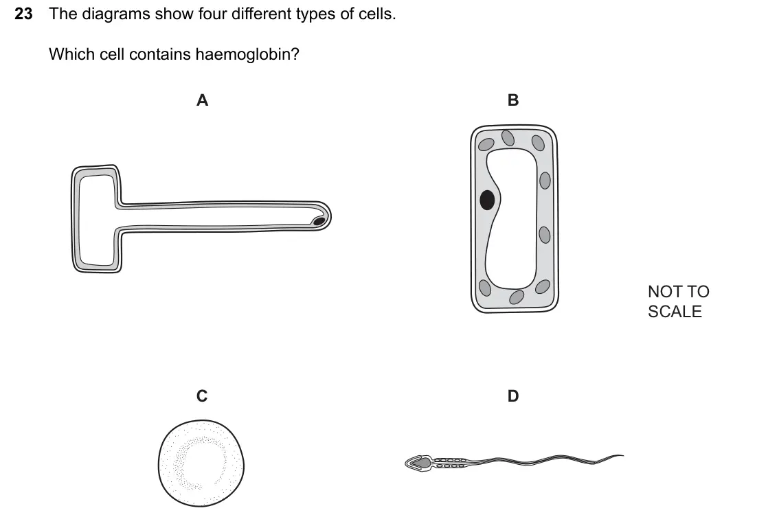 June 2024 Paper 1, question 23: The diagrams show four different types of cells. Which cell contains haemoglobin? A B NOT TO SCALE C D
