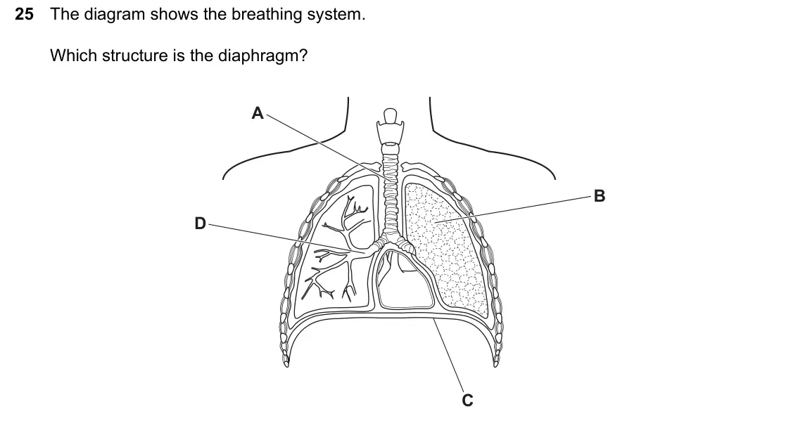 June 2024 Paper 1, question 25: The diagram shows the breathing system. Which structure is the diaphragm? A B D C