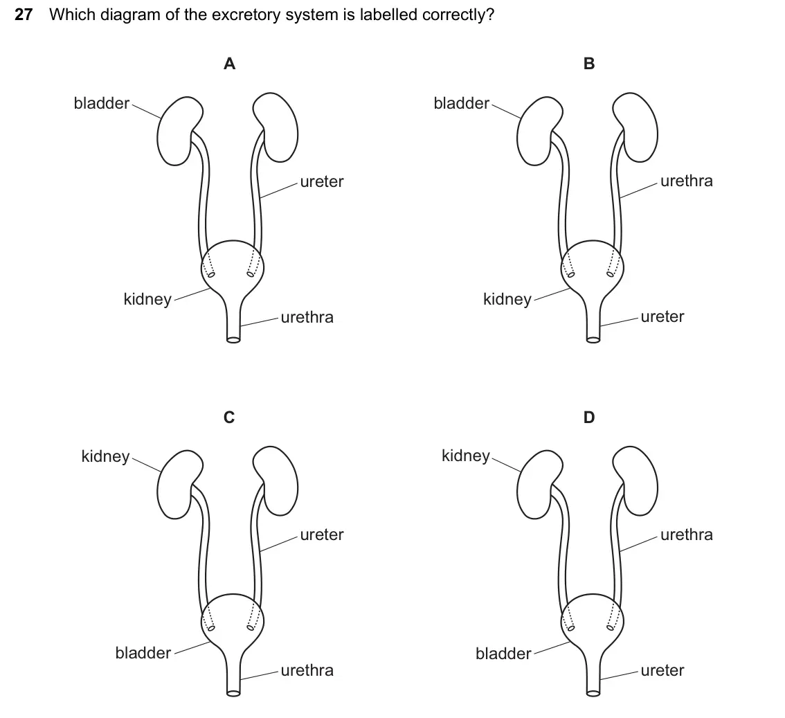 June 2024 Paper 1, question 27: Which diagram of the excretory system is labelled correctly? A B bladder bladder ureter urethra kidney kidney urethra ureter C D kidney kidney ureter urethra bl