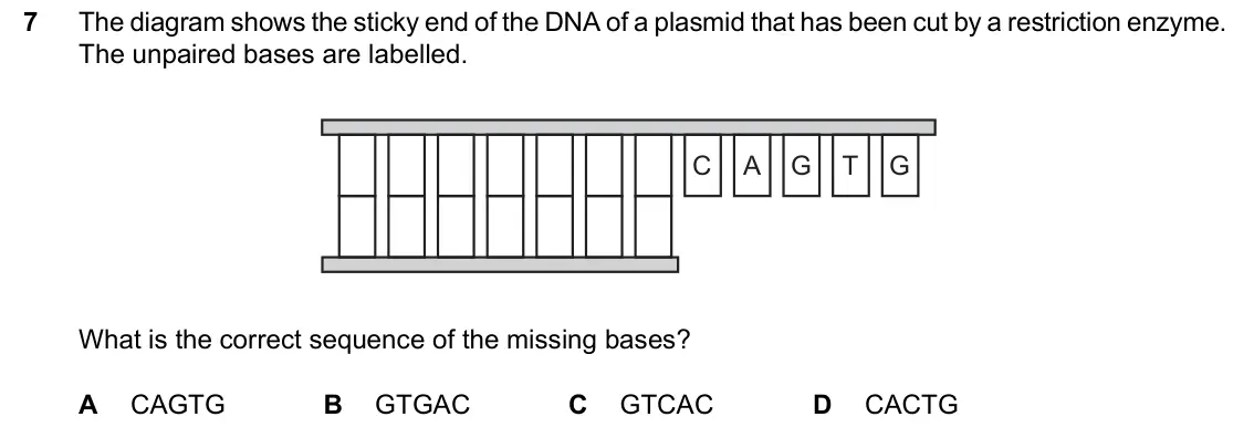 June 2024 Paper 2, question 7: The diagram shows the sticky end of the DNA of a plasmid that has been cut by a restriction enzyme. The unpaired bases are labelled. C A G T G What is the corre