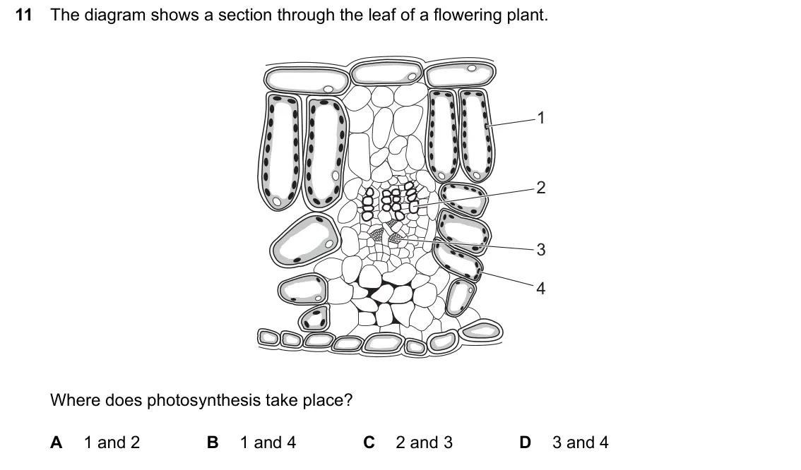 June 2024 Paper 2, question 11: The diagram shows a section through the leaf of a flowering plant. 1 2 3 4 Where does photosynthesis take place? A 1 and 2 B 1 and 4 C 2 and 3 D 3 and 4