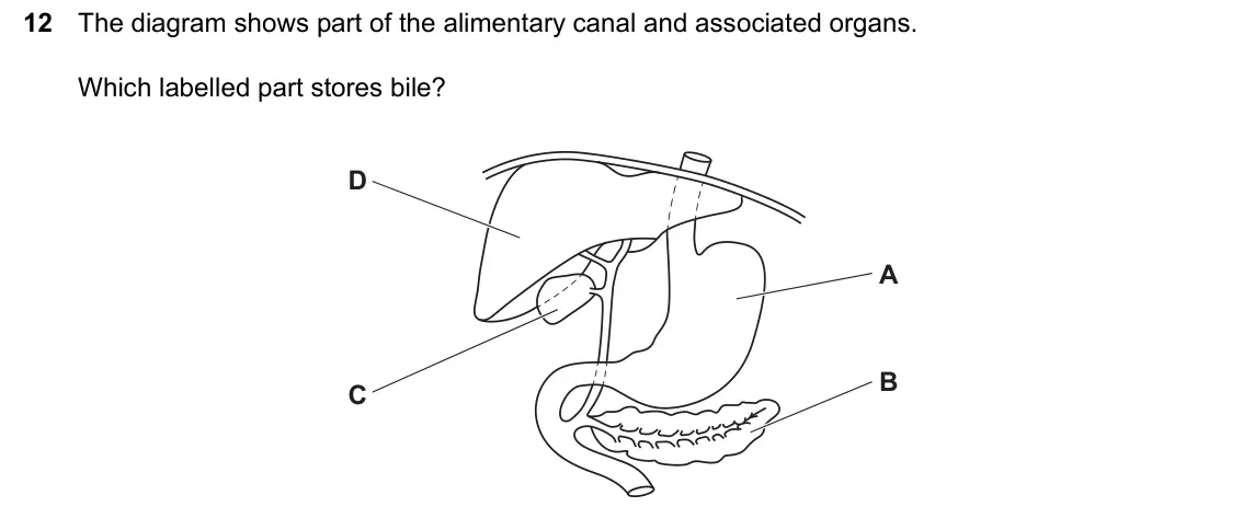 June 2024 Paper 2, question 12: The diagram shows part of the alimentary canal and associated organs. Which labelled part stores bile? D A B C