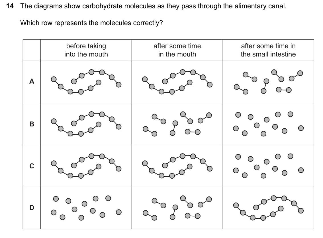 June 2024 Paper 2, question 14: The diagrams show carbohydrate molecules as they pass through the alimentary canal. Which row represents the molecules correctly? before taking after some time