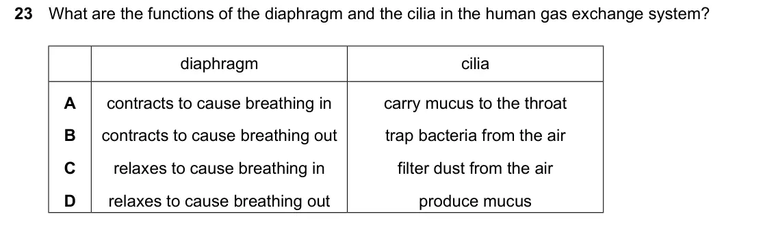 June 2024 Paper 2, question 23: What are the functions of the diaphragm and the cilia in the human gas exchange system? diaphragm cilia A contracts to cause breathing in carry mucus to the thr