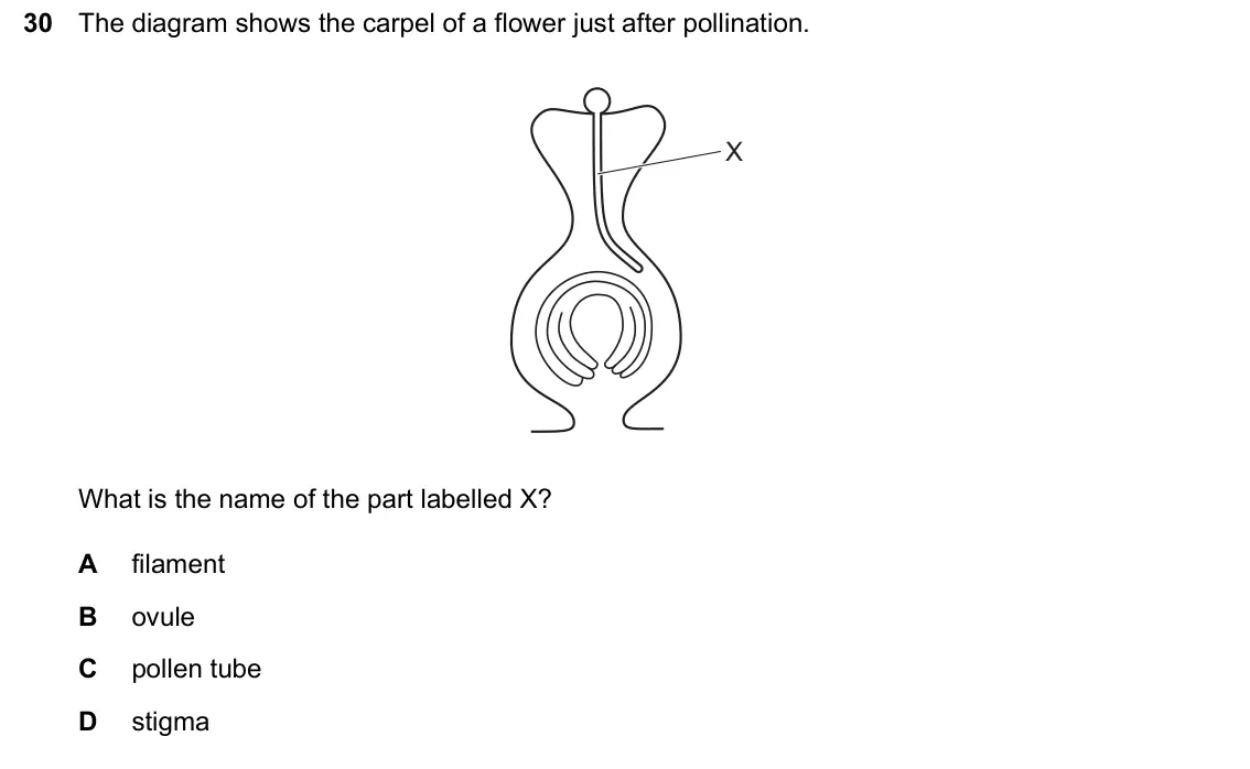 June 2024 Paper 2, question 30: The diagram shows the carpel of a flower just after pollination. X What is the name of the part labelled X? A filament B ovule C pollen tube D stigma