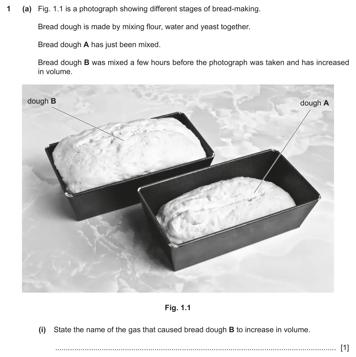 June 2024 Paper 3, question 1(a)(i): State the name of the gas that caused bread dough B to increase in volume. [1]