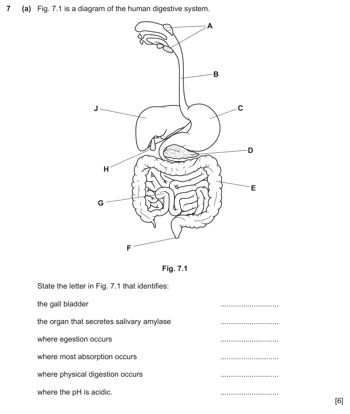 June 2024 Paper 3, question 7(a): Fig. 7.1 is a diagram of the human digestive system. A B J C D H E G F Fig. 7.1 State the letter in Fig. 7.1 that identifies: the gall bladder the organ that se