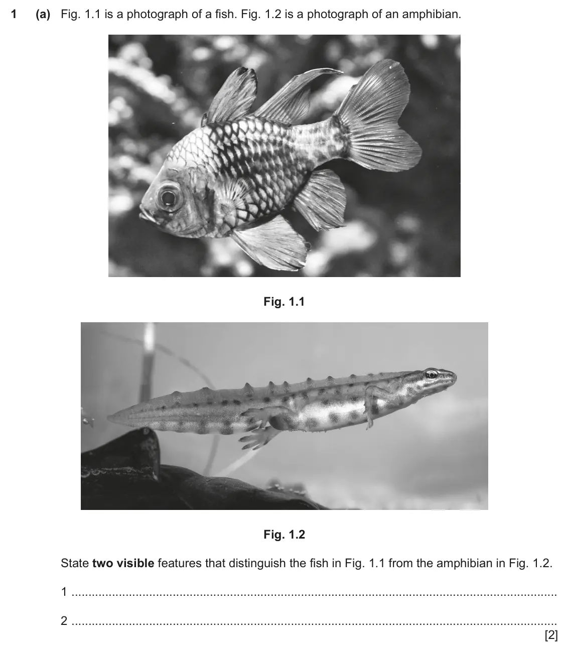 June 2024 Paper 4, question 1(a): Fig. 1.1 is a photograph of a fish. Fig. 1.2 is a photograph of an amphibian. Fig. 1.1 Fig. 1.2 State two visible features that distinguish the fish in Fig. 1.1