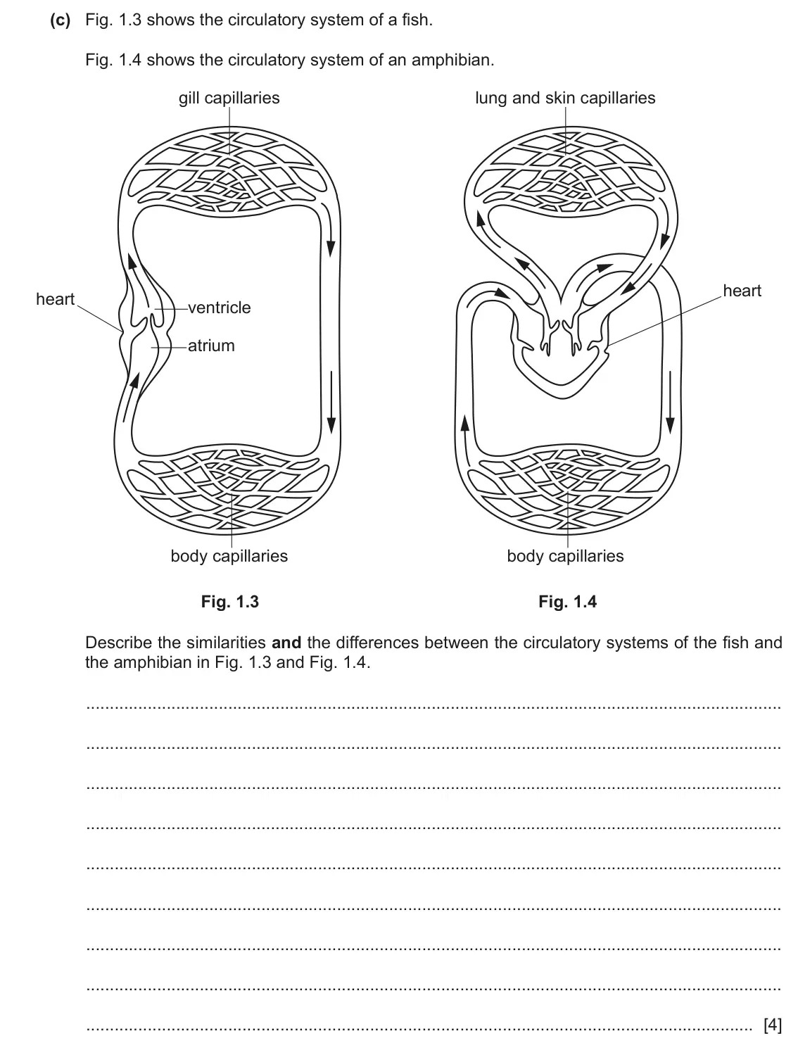 June 2024 Paper 4, question 1(c): Fig. 1.3 shows the circulatory system of a fish. Fig. 1.4 shows the circulatory system of an amphibian. gill capillaries lung and skin capillaries heart heart v