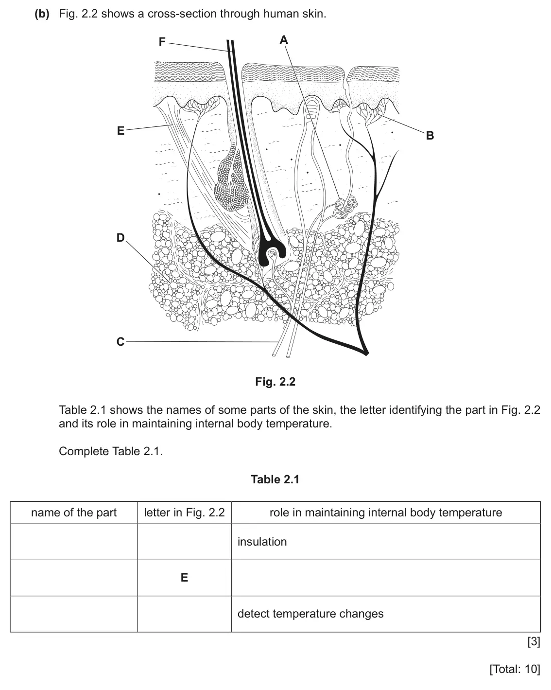 June 2024 Paper 4, question 2(b): Fig. 2.2 shows a cross‑section through human skin. F A E B D C Fig. 2.2 Table 2.1 shows the names of some parts of the skin, the letter identifying the part in 