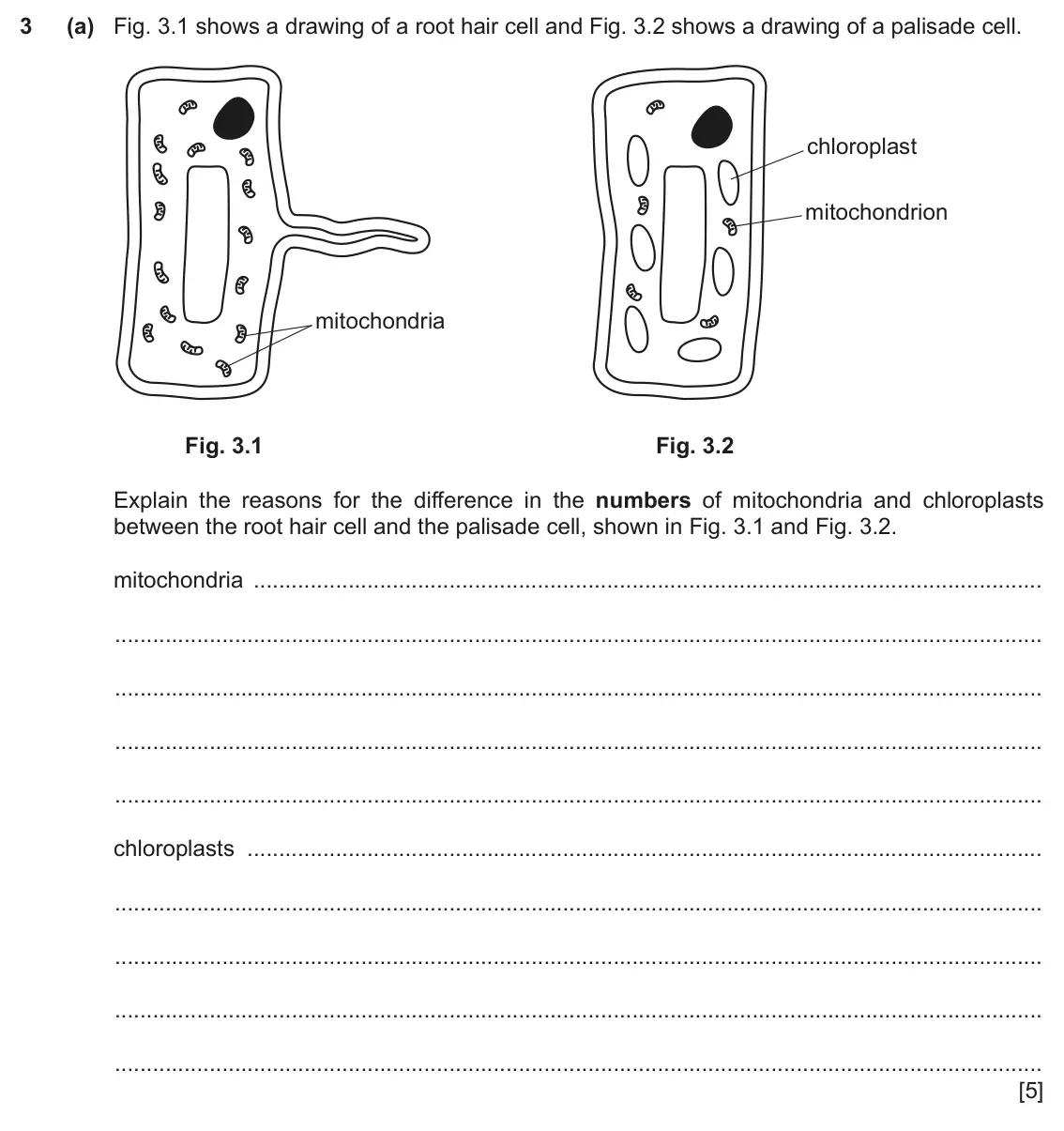 June 2024 Paper 4, question 3(a): Fig. 3.1 shows a drawing of a root hair cell and Fig. 3.2 shows a drawing of a palisade cell. chloroplast mitochondrion mitochondria Fig. 3.1 Fig. 3.2 Explain t
