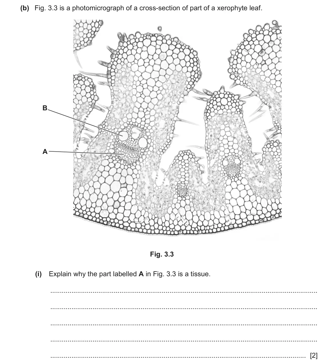 June 2024 Paper 4, question 3(b)(i): Explain why the part labelled A in Fig. 3.3 is a tissue. [2]
