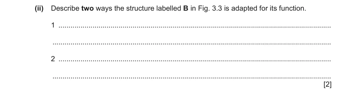 June 2024 Paper 4, question 3(b)(ii): Describe two ways the structure labelled B in Fig. 3.3 is adapted for its function. 1 2 [2]
