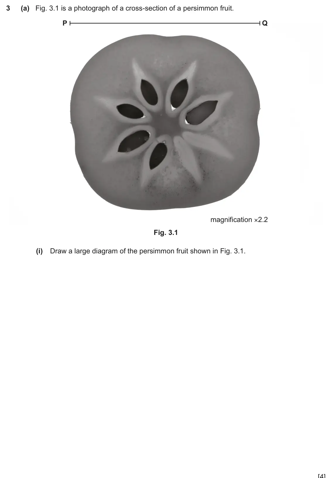 June 2024 Paper 6, question 3(a)(i): Draw a large diagram of the persimmon fruit shown in Fig. 3.1. [4]