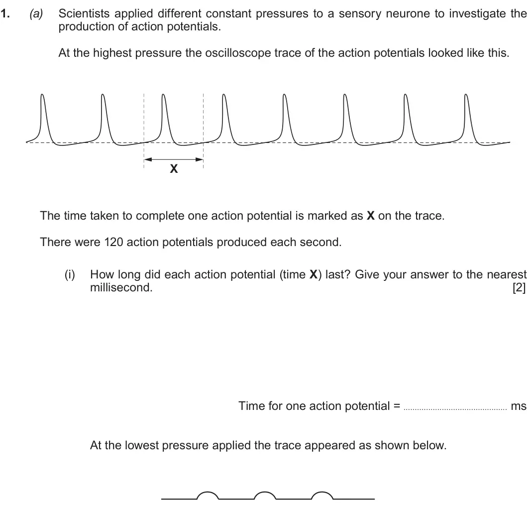 Summer 2019 Unit 3, question 1(a)(i): How long did each action potential (time X) last? Give your answer to the nearest millisecond. [2] Time for one action potential = ms At the lowest pressure app